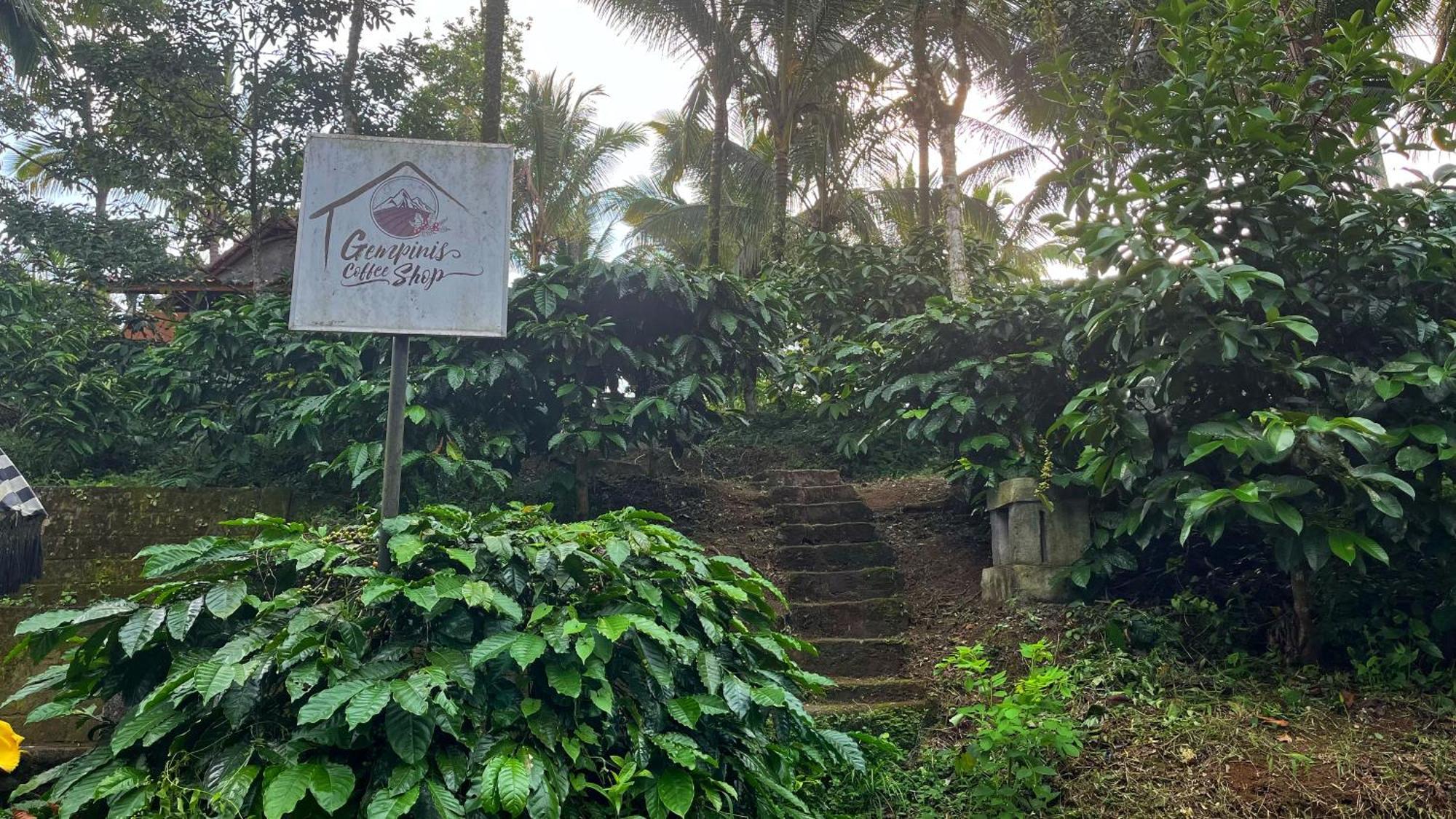 Gempinis Coffee Shop And Blimbing (Bali)